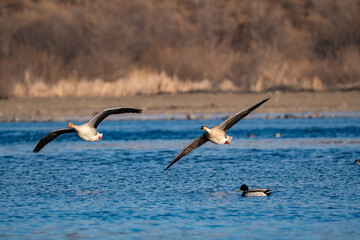 When winter comes, geese forage freely, swim and fly in groups in the river.