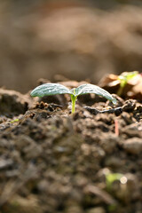 closeup the ripe green cucumber vine plant seedling and soil heap in the farm soft focus natural green brown background.