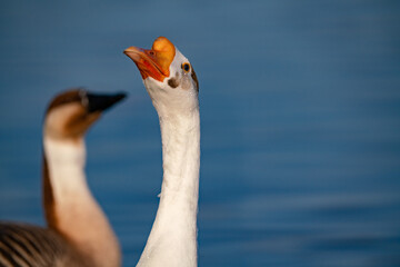 When winter comes, geese forage freely, swim and fly in groups in the river.