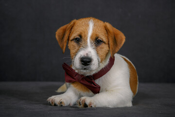 Jack Russell terrier with bow tie