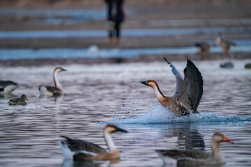 When winter comes, geese forage freely, swim and fly in groups in the river.