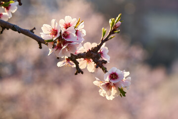 Blooming almond tree branch on a spring morning
