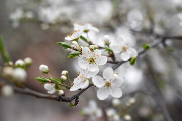 Blooming fruit tree on a blurred natural background. Macro shot