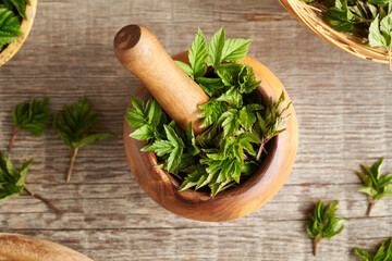 Fresh ground elder plant in a mortar in spring