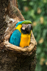 blue-and-yellow macaw