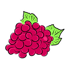 grapes simple line sketch with color style