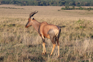 African  antelope korrigum (Damaliscus lunatus)