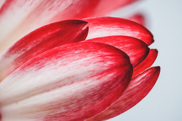 red petals of a gerbera