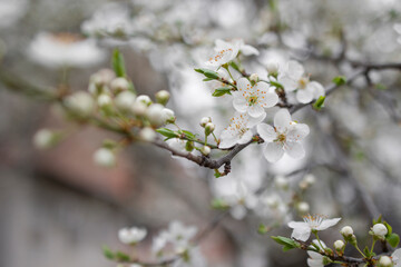 Blooming fruit tree on a blurred natural background.  Natural background
