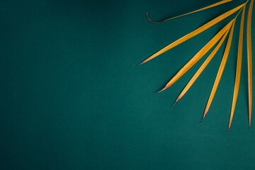 Dried palm branch close-up on a green background. copy space.