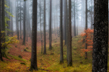 herbstlicher wald im nebel