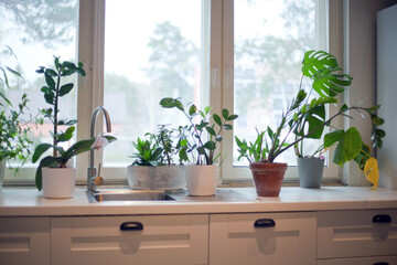 flowers at kitchen near window. houseplant in flower pot at room in apartment with modern interior