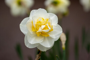 flower of a Narcissus dubius