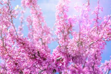 Blurred flower tree background, spring blooming in sunny day. Panoramic view to spring background art with rose blossom, close-up. Hight quality photo