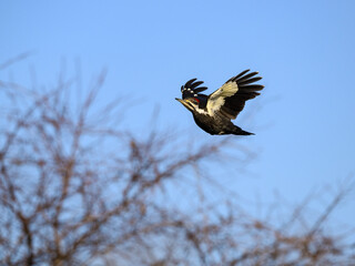Female Pileated Woodpecker in Flight Against Blue Sky