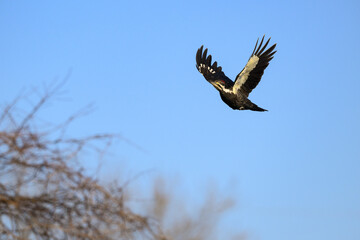 Female Pileated Woodpecker in Flight Against Blue Sky