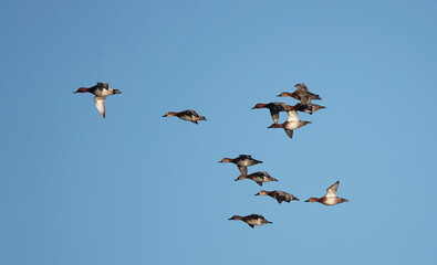 A flock of ducks in flight against a blue sky background. 