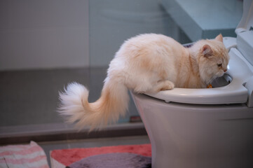 On the toilet bowl, a curious cat sits.