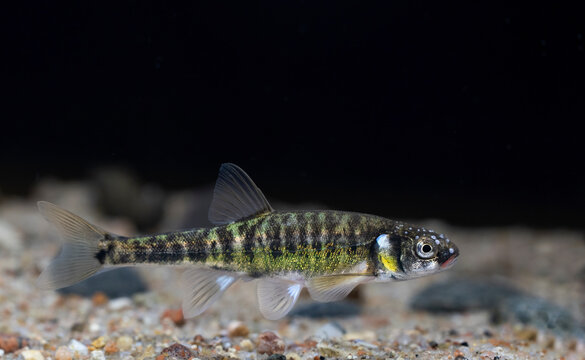The Eurasian minnow, minnow or common minnow (Phoxinus phoxinus)