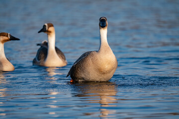 When winter comes, geese forage freely, swim and fly in groups in the river.
