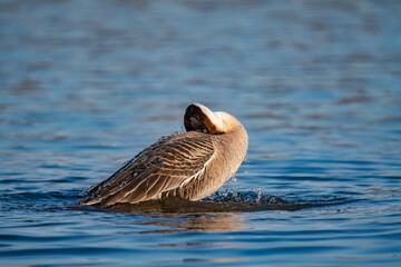 When winter comes, geese forage freely, swim and fly in groups in the river.