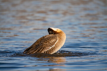 When winter comes, geese forage freely, swim and fly in groups in the river.