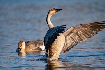 When winter comes, geese forage freely, swim and fly in groups in the river.