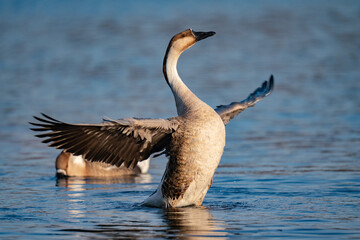 When winter comes, geese forage freely, swim and fly in groups in the river.