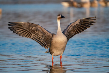 When winter comes, geese forage freely, swim and fly in groups in the river.