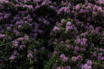 A bush with violet blooms