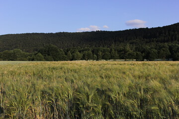 A wheat field on sunny day with a mountain foprest in the background