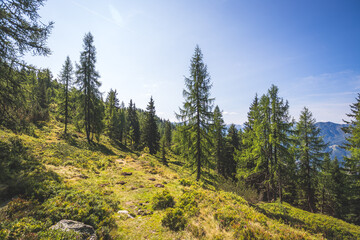 Fototapeta na wymiar Idyllic mountain landscape in the alps, Dachstein, Austria: Beautiful scenery of meadow, trees, mountains and blue sky