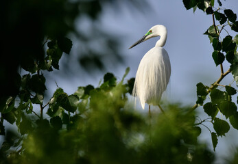 Egrets are waterfowl.Also like to be in the tree