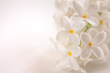 Fototapeta na wymiar White Lilac flower background. White floral background, mock up, copy space left