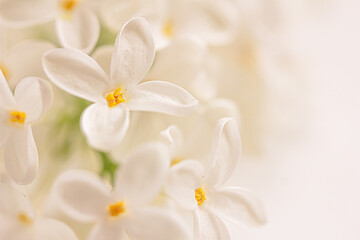 Fototapeta na wymiar White Lilac flower background. White floral background, mock up, copy space right