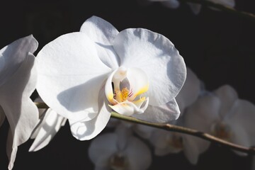 Phalaenopsis amabilis flower, commonly known as the moon orchid or moth orchid in India and as anggrek bulan in Indonesia, is a species of flowering plant in the orchid family Orchidaceae