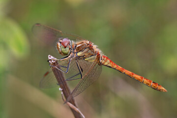 A dragonfly (Odonáta) sits on a grass stalk. The dragonfly's huge eyes look incredibly fantastic. 
Dragonflies are active predators that feed on insects caught on the fly.
