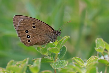A butterfly (Aphantopus hyperantus) sits on the grass covered with dew drops. 
In the morning it is cool and the butterflies are sedentary.

