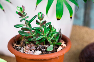 Succulent houseplant Crassula ovata in a pot on rustic background.
