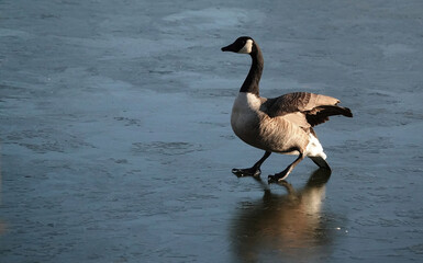 country goose branta canadensis