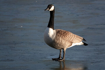 A close-up shot of a Canada goose standing on a frozen lake in winter. 