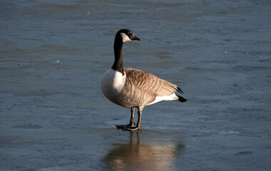 A Canada goose standing on the surface of a frozen lake in winter and looking behind. 