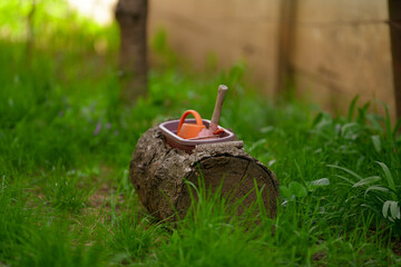 trunk tree in the garden