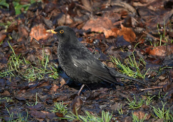 A male blackbird perching on wet ground in winter. 
