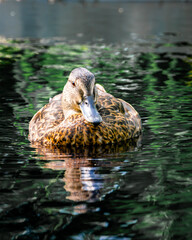 Botanic Garden - Montreal