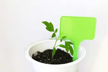 Tomato seedlings with gardening board on a grey background. Young tomato sprouts in pots.