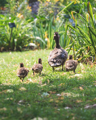 Botanic Garden - Montreal