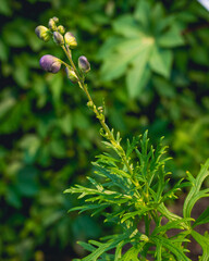 Botanic Garden - Montreal