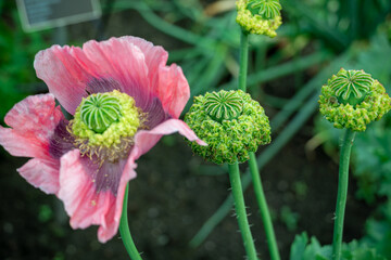 Botanic Garden - Montreal