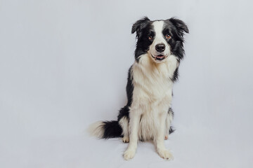 Cute puppy dog border collie with funny face sitting isolated on white background. Cute pet dog. Pet animal life concept
